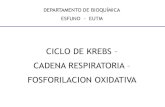 CICLO DE KREBS CADENA RESPIRATORIA FOSFORILACION … · 2021. 4. 14. · El metabolismo aeróbico tiene 3 fases: I. Oxidación de glucosa, algunos aminoácidos y ácidos grasos en
