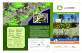 PARC DE L’ALBA PARC DE COLLSEROLA · 2017. 5. 26. · Part dels arbres autòctons existents al viver: pins, alzines, xiprers, oliveres, margallons i llorers, han estat aprofitats