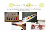 Pruebas Bioquímicas - UNAM