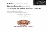 Mecanismos fisiológicos de adaptación neuronal