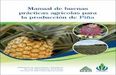 Manual de buenas prácticas agrícolas para la producción de ...