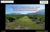 HIBRIDOS PROMISORIOS DE LIMÓN MEXICANO PARA …