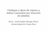 Fitofagia y tipos de signos y daños causados por insectos ...