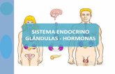 SISTEMA ENDOCRINO GLÁNDULAS - HORMONAS