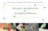 Biología e identificación de hormigas podadoras