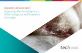 Urgencias Dermatológicas y Oftalmológicas en Pequeños Animales