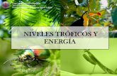 NIVELES TRÓFICOS Y ENERGÍA