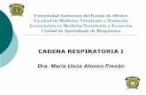 CADENA RESPIRATORIA I Dra. María Uxúa Alonso Fresán
