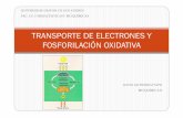 TRANSPORTE DE ELECTRONES Y FOSFORILACIÓN OXIDATIVA