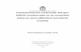 Caracterización molecular del gen GBSSI involucrado en la ...