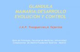 GLANDULA MAMARIA:DESARROLLO EVOLUCION Y CONTROL