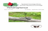Heteropterus 24