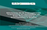 Eficiencia de la Transgénesis Transitoria en Genotipos de ...