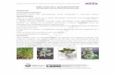 Origen, producción y uso de pseudocereales Chenopodium ...