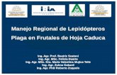 Manejo Regional de Lepidópteros Plaga en Frutales de Hoja ...