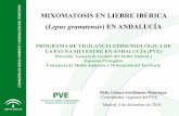 Lepus granatensis) EN ANDALUCÍA