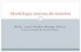 Morfología interna de insectos - kerwa.ucr.ac.cr