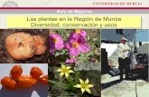 Las plantas en la Región de Murcia Diversidad ...