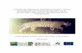Censo de Jaguares (Panthera onca) y otros mamíferos con ...
