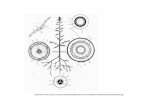 anatomia raiz y tallo - 09 - UNSE