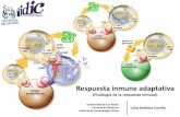 Respuesta inmune adaptativa