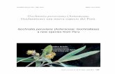 Gochnatia peruviana (Asteraceae: Gochnatieae) a new ...