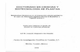 DOCTORADO EN CIENCIAS Y BIOTECNOLOGÍA DE PLANTAS