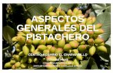 ASPECTOS GENERALES DEL PISTACHERO