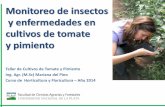 Monitoreo de insectos y enfermedades en cultivos de tomate ...