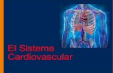 El Sistema Cardiovascular - CienciaPR