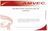 Secreción lactea de la cerda - AMVEC