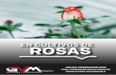 EN CULTIVOS DE ROSAS - GVM