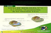 BIOLOGÍA GUÍA DE BIOLOGÍA N° 1 La célula: Organización de ...