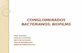 CONGLOMERADOS BACTERIANOS: BIOFILMS