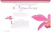 La importancia de los aromas Orquídeas En la polinización ...