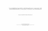 Variabilidad genetica del fitoplasma causante del ...