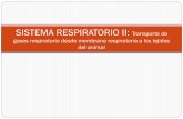 SISTEMA RESPIRATORIO II: Transporte de gases respiratorio ...