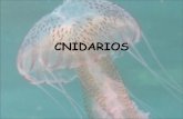 CNIDARIOS - portal.uah.es