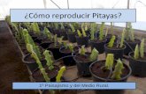 ¿Cómo reproducir Pitayas?