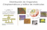 Distribución de Organelos Citoplasmáticos y tráfico de ...