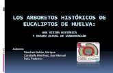 Los arboretos de eucaliptos históricos de Huelva
