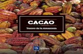 Cacao, Tesoro de la Amazonía