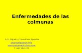 Enfermedades de las colmenas - Cajamar Caja Rural