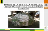 MANEJO DE LA COCHINILLA ROSADA DEL HIBISCO Maconellicoccus ...