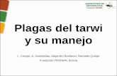 Plagas del tarwi y su manejo - proinpa.org