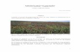 Evaluación de cultivares de sorgo granífero INTA EEA ...