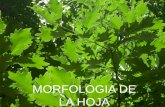 MORFOLOGIA DE LA HOJA