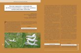 Nuevas especies y subespecies de flora macaronésica, y ...