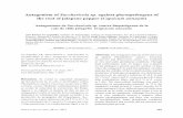 Antagonism of Saccharicola sp. against phytopathogens of ...
