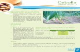 (Allium cepa L.) - WordPress.com